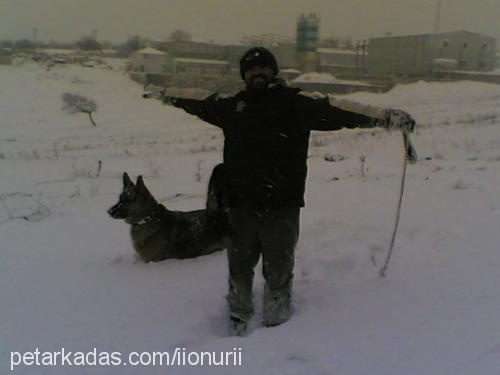 bulut Erkek Alman Çoban Köpeği