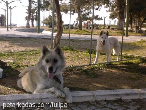 snopi Erkek Sibirya Kurdu (Husky)