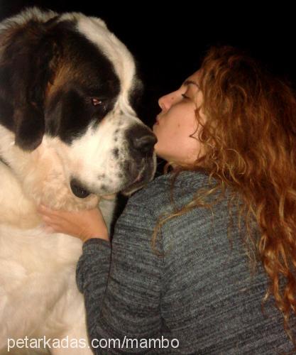 mambo Erkek St. Bernard (Saint Bernard)