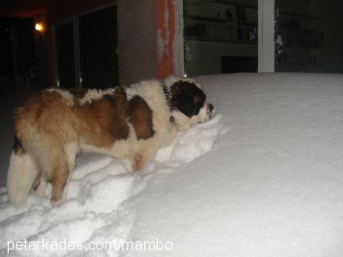 mambo Erkek St. Bernard (Saint Bernard)