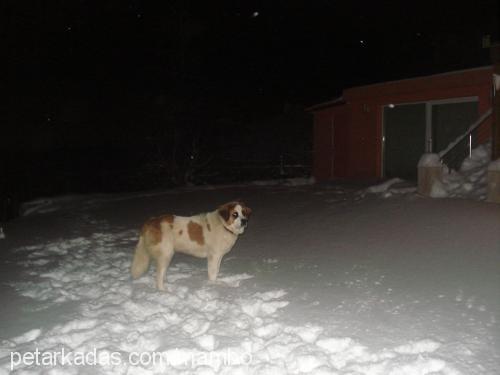 ladyg Dişi St. Bernard (Saint Bernard)