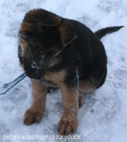 asi Dişi Alman Çoban Köpeği