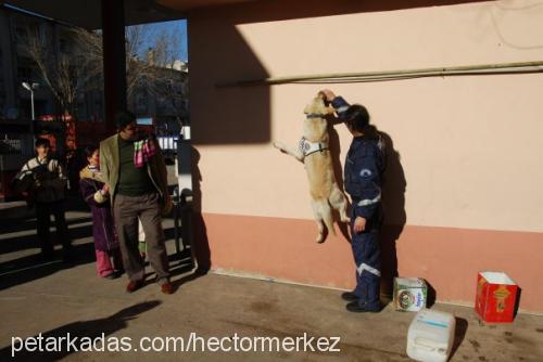 atak Erkek Labrador Retriever