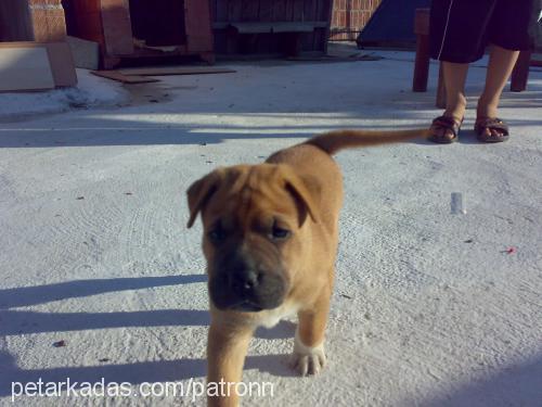 patron Erkek Amerikan Pitbull Terrier