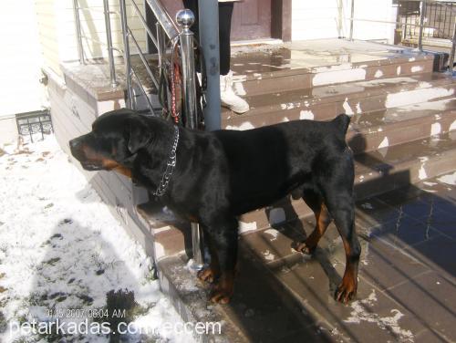 ares Erkek Rottweiler