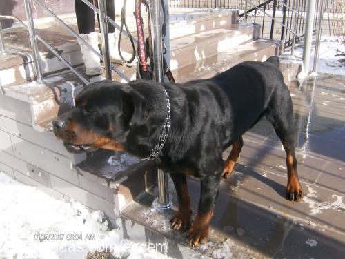 ares Erkek Rottweiler