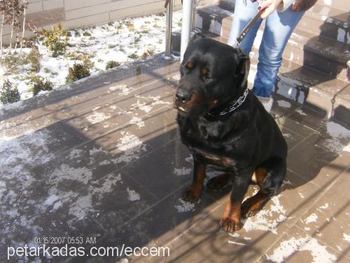 ares Erkek Rottweiler