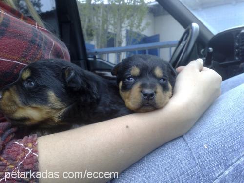 paşa Erkek Rottweiler