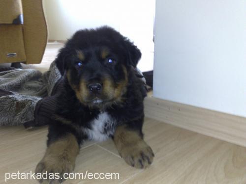 paşa Erkek Rottweiler