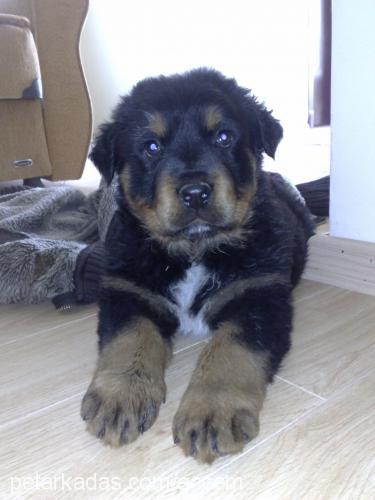 paşa Erkek Rottweiler