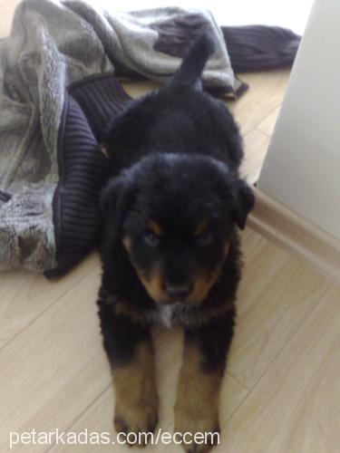 paşa Erkek Rottweiler