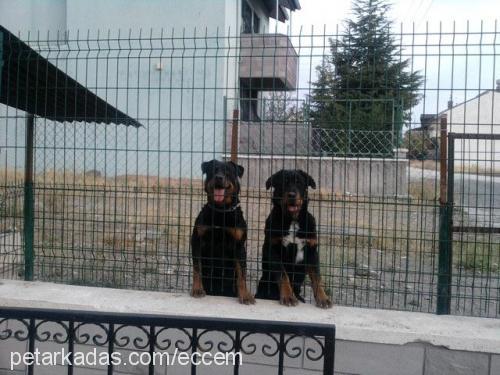 paşa Erkek Rottweiler