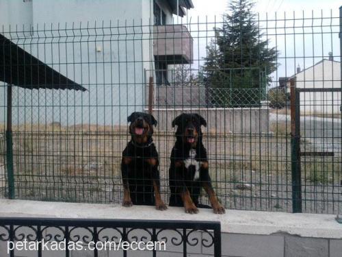 paşa Erkek Rottweiler