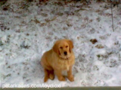 tarçın Dişi Golden Retriever