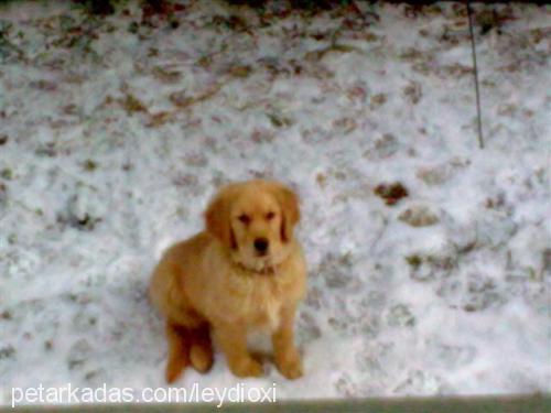 tarçın Dişi Golden Retriever