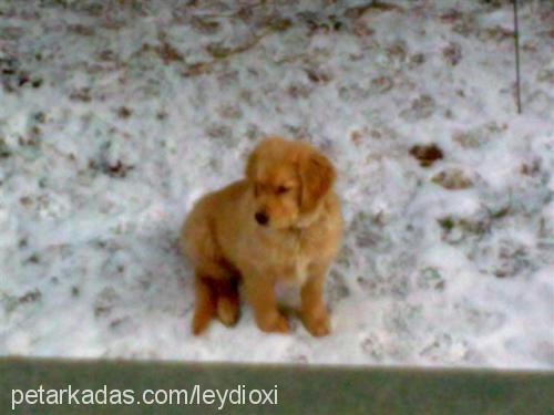 tarçın Dişi Golden Retriever