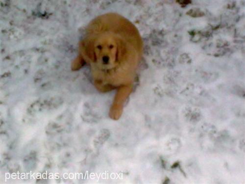 tarçın Dişi Golden Retriever