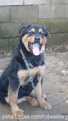 hera Dişi Rottweiler