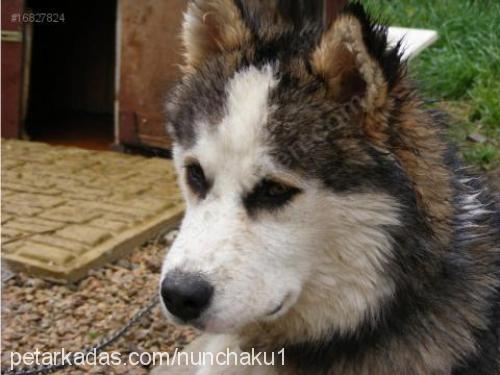 lucky Erkek Alaskan Malamute