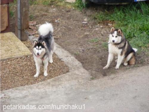 angie Dişi Alaskan Malamute