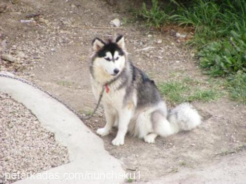 angie Dişi Alaskan Malamute