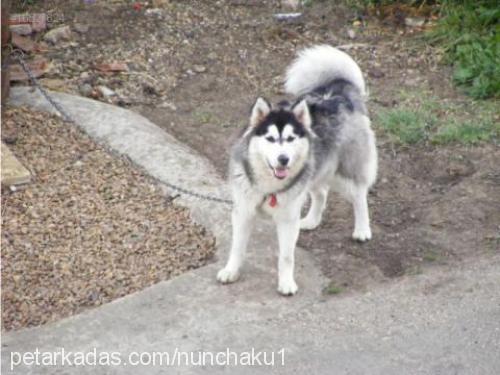 angie Dişi Alaskan Malamute