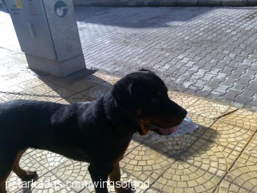 duman Erkek Rottweiler