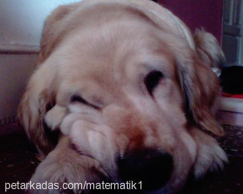 İce Dişi Golden Retriever