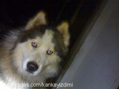 reisbey Erkek Alaskan Malamute