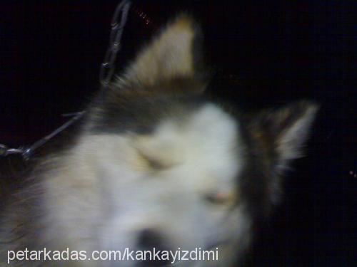 reisbey Erkek Alaskan Malamute