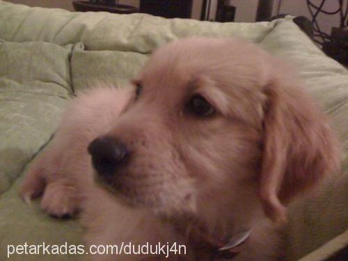 zeuss Erkek Golden Retriever