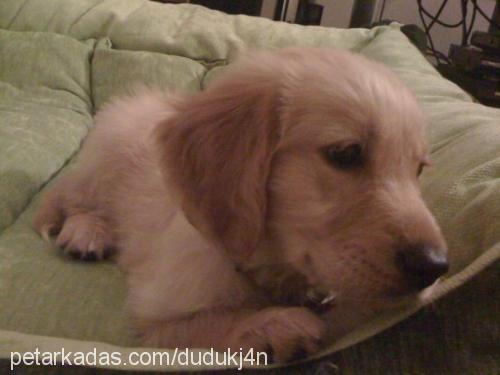 zeuss Erkek Golden Retriever