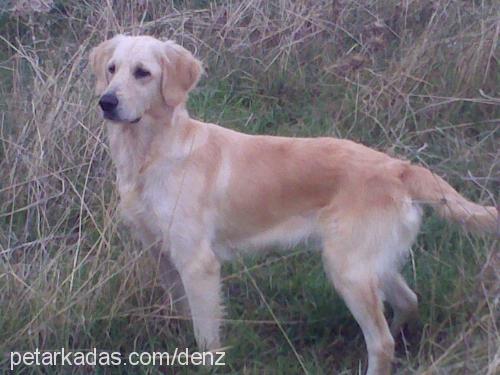 lisa Dişi Golden Retriever