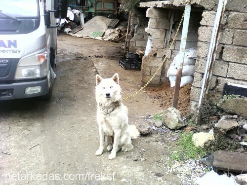 prenses Dişi Sibirya Kurdu (Husky)