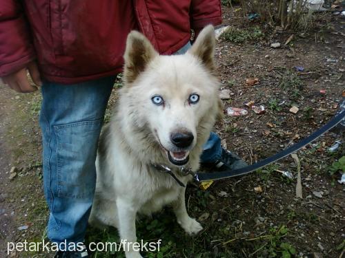 prenses Dişi Sibirya Kurdu (Husky)