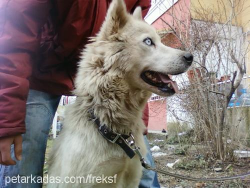 prenses Dişi Sibirya Kurdu (Husky)