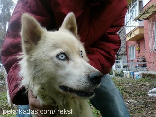 prenses Dişi Sibirya Kurdu (Husky)