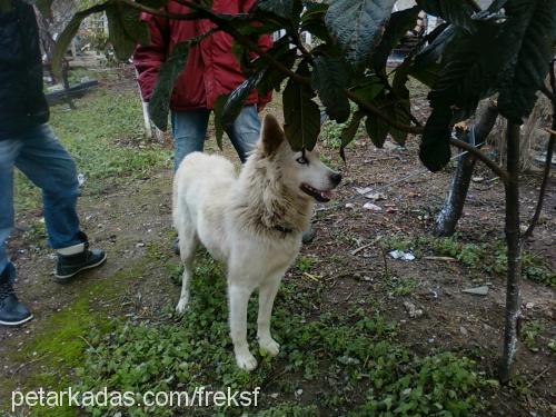 prenses Dişi Sibirya Kurdu (Husky)