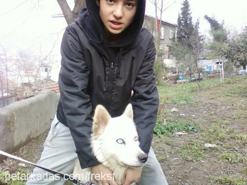 prenses Dişi Sibirya Kurdu (Husky)