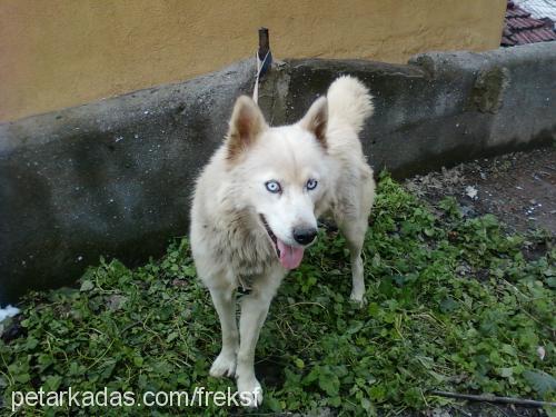 prenses Dişi Sibirya Kurdu (Husky)