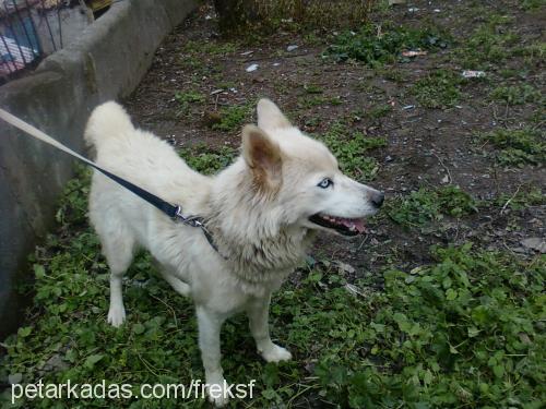 prenses Dişi Sibirya Kurdu (Husky)