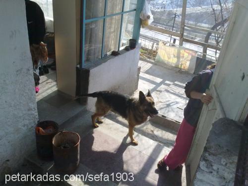 bıdık Dişi Alman Çoban Köpeği