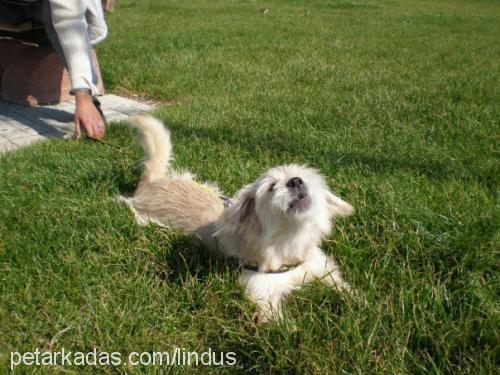 linda Dişi Norfolk Terrier