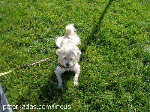 linda Dişi Norfolk Terrier