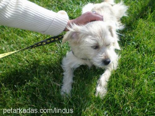 linda Dişi Norfolk Terrier