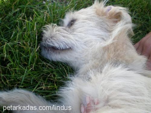 linda Dişi Norfolk Terrier