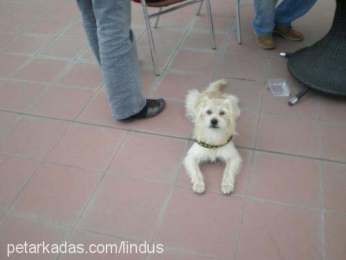 linda Dişi Norfolk Terrier