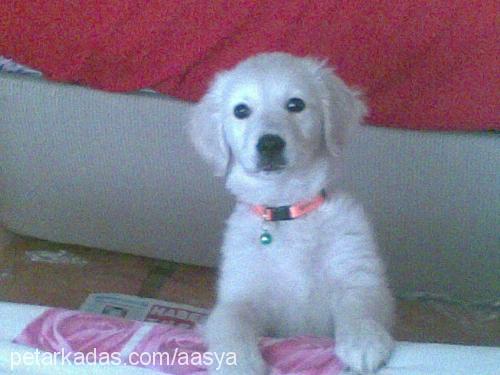 asya Dişi Golden Retriever