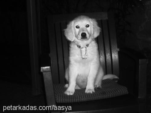 asya Dişi Golden Retriever