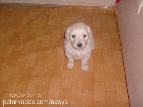 asya Dişi Golden Retriever